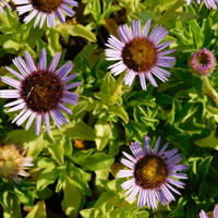 Erigeron  'Four Winds'